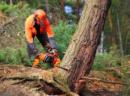 Best Arborist Consultation Services  in Bargaintown, NJ