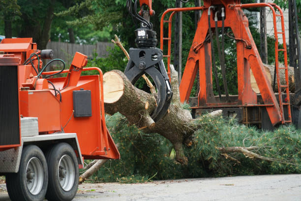 Trusted Bargaintown, NJ Tree Services Experts