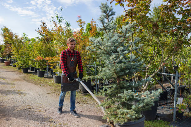 Best Storm Damage Tree Cleanup  in Bargaintown, NJ