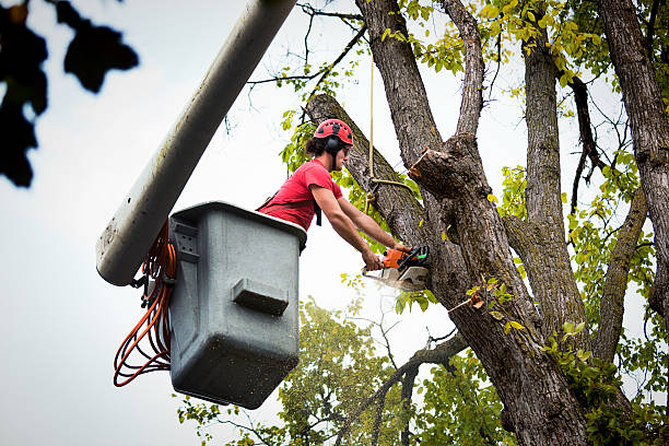  Bargaintown, NJ Tree Services Pros